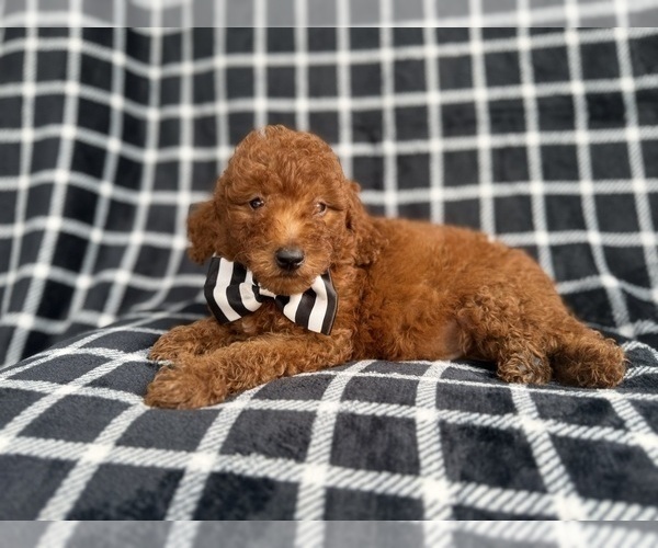 Medium Photo #4 Goldendoodle (Miniature) Puppy For Sale in LAKELAND, FL, USA