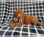 Small #3 Goldendoodle (Miniature)