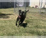 Small #9 Mutt