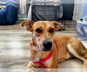 Mutt Dogs for adoption in Shillington, PA, USA