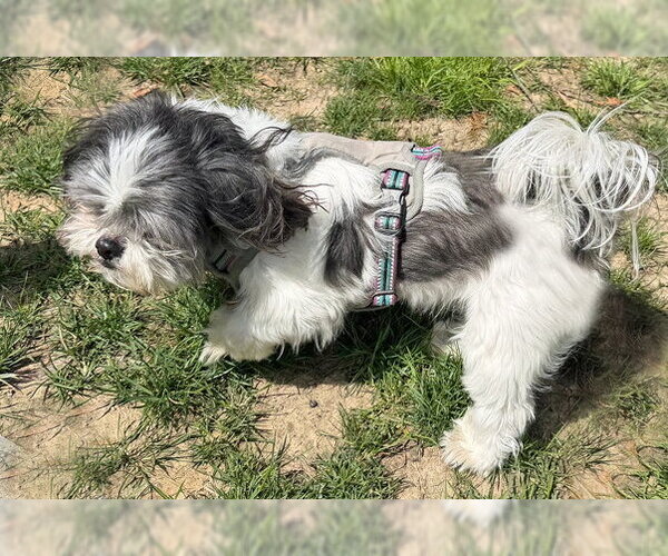 Medium Photo #8 Shih Tzu Puppy For Sale in Arlington, VA, USA