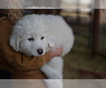 Small Photo #2 Great Pyrenees Puppy For Sale in PERALTA, NM, USA