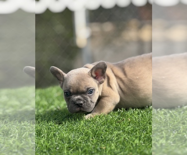 Medium Photo #18 French Bulldog Puppy For Sale in POMONA, CA, USA