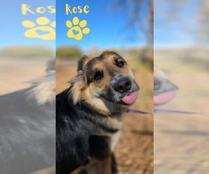 German Shepherd Dog-Unknown Mix Dogs for adoption in Monte Vista, CO, USA
