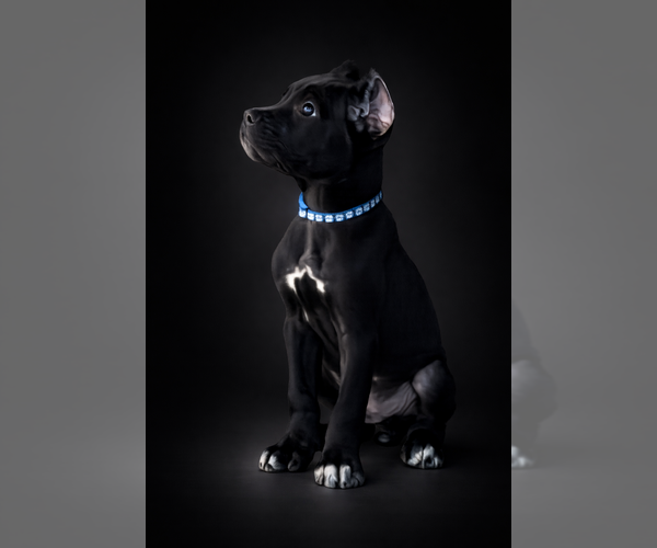 Medium Photo #1 Cane Corso Puppy For Sale in ANDERSON, IN, USA