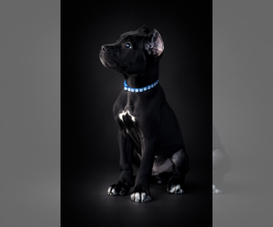 Cane Corso Puppy for sale in ANDERSON, IN, USA