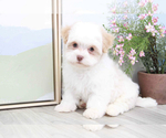 Small Photo #2 Havanese Puppy For Sale in MARIETTA, GA, USA
