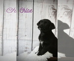 Puppy Chloe Australian Cattle Dog-Golden Labrador Mix