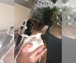 Small Photo #5 Boxer Puppy For Sale in LINESVILLE, PA, USA