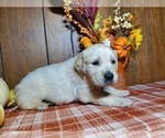 Small Photo #8 English Cream Golden Retriever Puppy For Sale in PEYTON, CO, USA