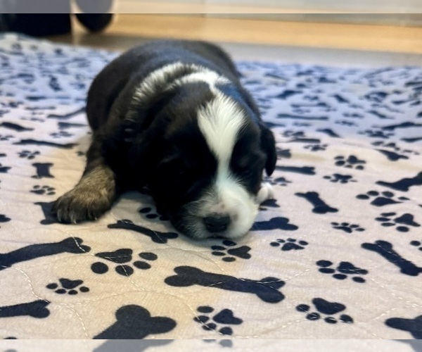 Medium Photo #19 Australian Shepherd Puppy For Sale in SALISBURY, NC, USA