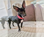 Small #1 French Bullhuahua