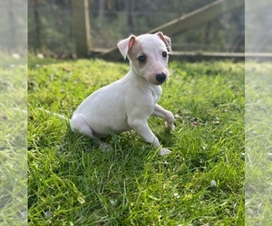Whippet Puppy for sale in ONEIDA, TN, USA