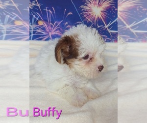 Yorkipoo Puppy for sale in AZLE, TX, USA