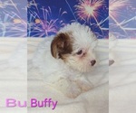 Image preview for Ad Listing. Nickname: Buffy