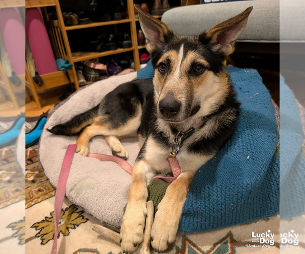 Medium Photo #9 Retriever -Unknown Mix Puppy For Sale in Washington, DC, USA