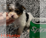 Small #3 Biewer Terrier