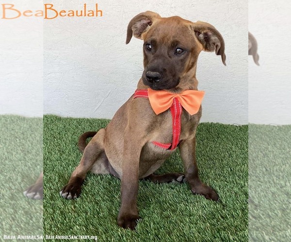 Medium Photo #1 Boxador Puppy For Sale in San Diego, CA, USA