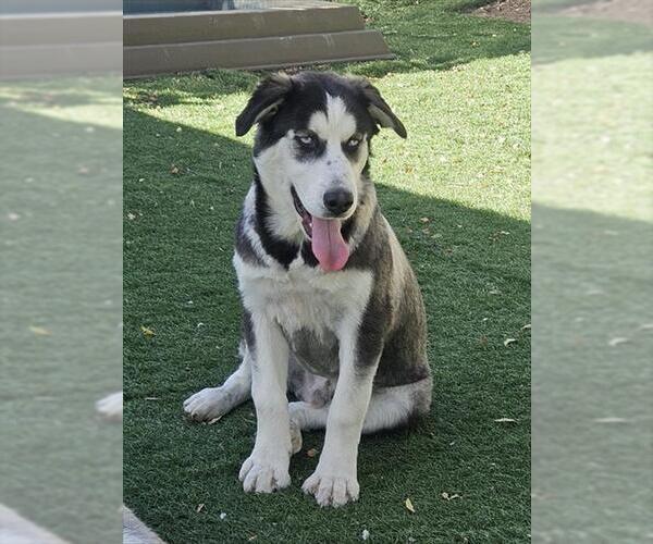 Medium Photo #1 Siberian Husky Puppy For Sale in Fremont, CA, USA