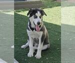 FORESTER - Male Siberian Husky Dog for Adoption - Small photo