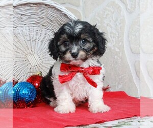 Cavachon Puppy for sale in GORDONVILLE, PA, USA