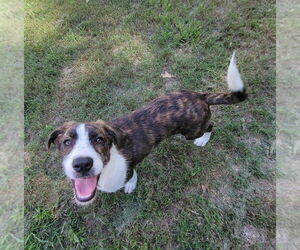 Mutt Dogs for adoption in Boston, MA, USA