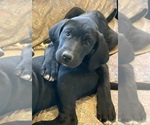 Small Photo #1 American Bandogge mastiff Puppy For Sale in FORT GARLAND, CO, USA
