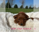 Puppy Smooth Female Goldendoodle (Miniature)