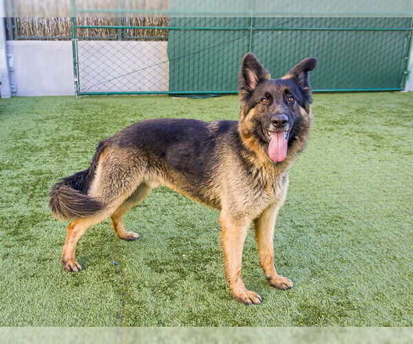 Medium Photo #1 German Shepherd Dog Puppy For Sale in Pasadena, CA, USA