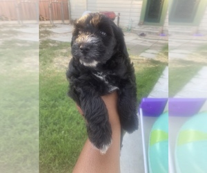 Silky Cocker Puppy for sale in LODI, CA, USA