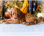Small #7 Goldendoodle-Poodle (Miniature) Mix
