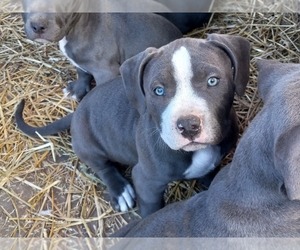 American Pit Bull Terrier Puppy for sale in DELAWARE, OH, USA