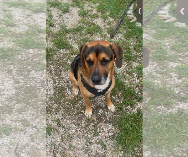 Medium Photo #3 English Mastweiler Puppy For Sale in Harrison, AR, USA
