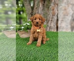 Small #2 Goldendoodle (Miniature)
