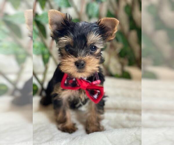 Medium Photo #1 Yorkshire Terrier Puppy For Sale in PALO ALTO, CA, USA