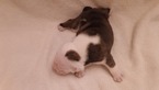 Small Photo #2 English Bulldogge Puppy For Sale in HAMILTON, OH, USA
