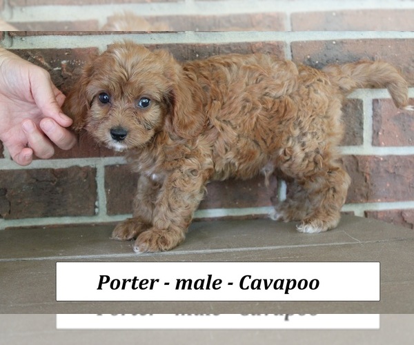Medium Photo #4 Cavapoo (Miniature) Puppy For Sale in CLARKRANGE, TN, USA