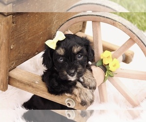 Cavapoo Puppy for sale in WEST SALEM, OH, USA