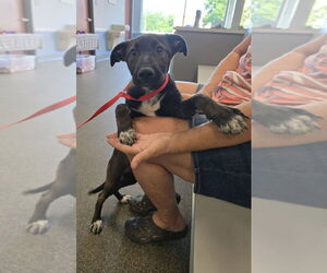 Shepradors Dogs for adoption in Aurora, IN, USA
