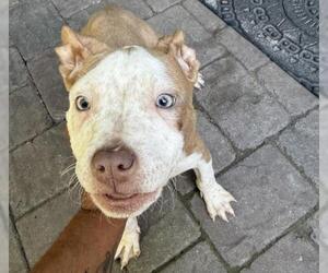 American Pit Bull Terrier Dogs for adoption in Alameda, CA, USA