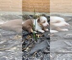 Small Photo #5 Miniature Australian Shepherd Puppy For Sale in SAINT CLAIR, MO, USA
