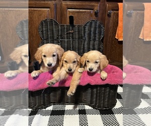 Golden Retriever Puppy for Sale in STOKESDALE, North Carolina USA