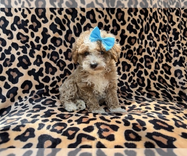 Medium Photo #6 Cockapoo (Miniature) Puppy For Sale in LAKELAND, FL, USA