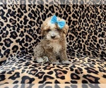 Small #5 Cockapoo (Miniature)