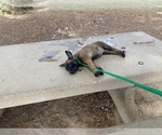 Small Photo #7 Belgian Malinois Puppy For Sale in ELK GROVE, CA, USA