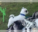 Small Photo #4 French Bullhuahua Puppy For Sale in YPSILANTI, MI, USA