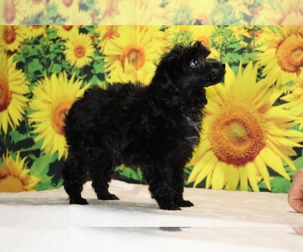 Medium Photo #11 Poodle (Toy) Puppy For Sale in DYERSBURG, TN, USA