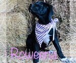Small Photo #5 Great Dane Puppy For Sale in YELLVILLE, AR, USA