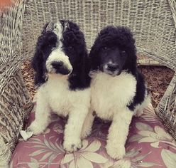 Poodle (Standard) Puppy for sale in PALO CEDRO, CA, USA