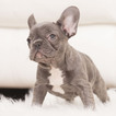 Small Photo #4 French Bulldog Puppy For Sale in LOX, FL, USA